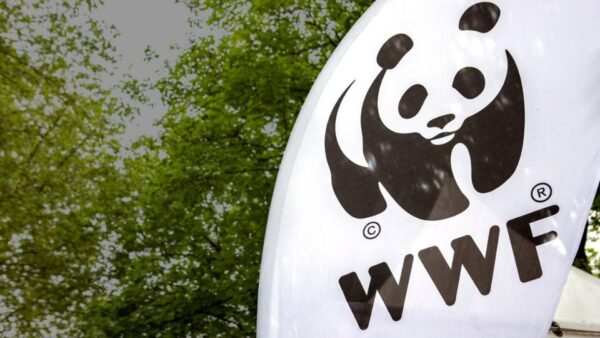 Association WWF, panda